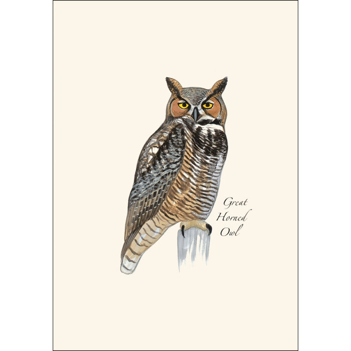 Sibley Owl Assortment Boxed Set of Cards