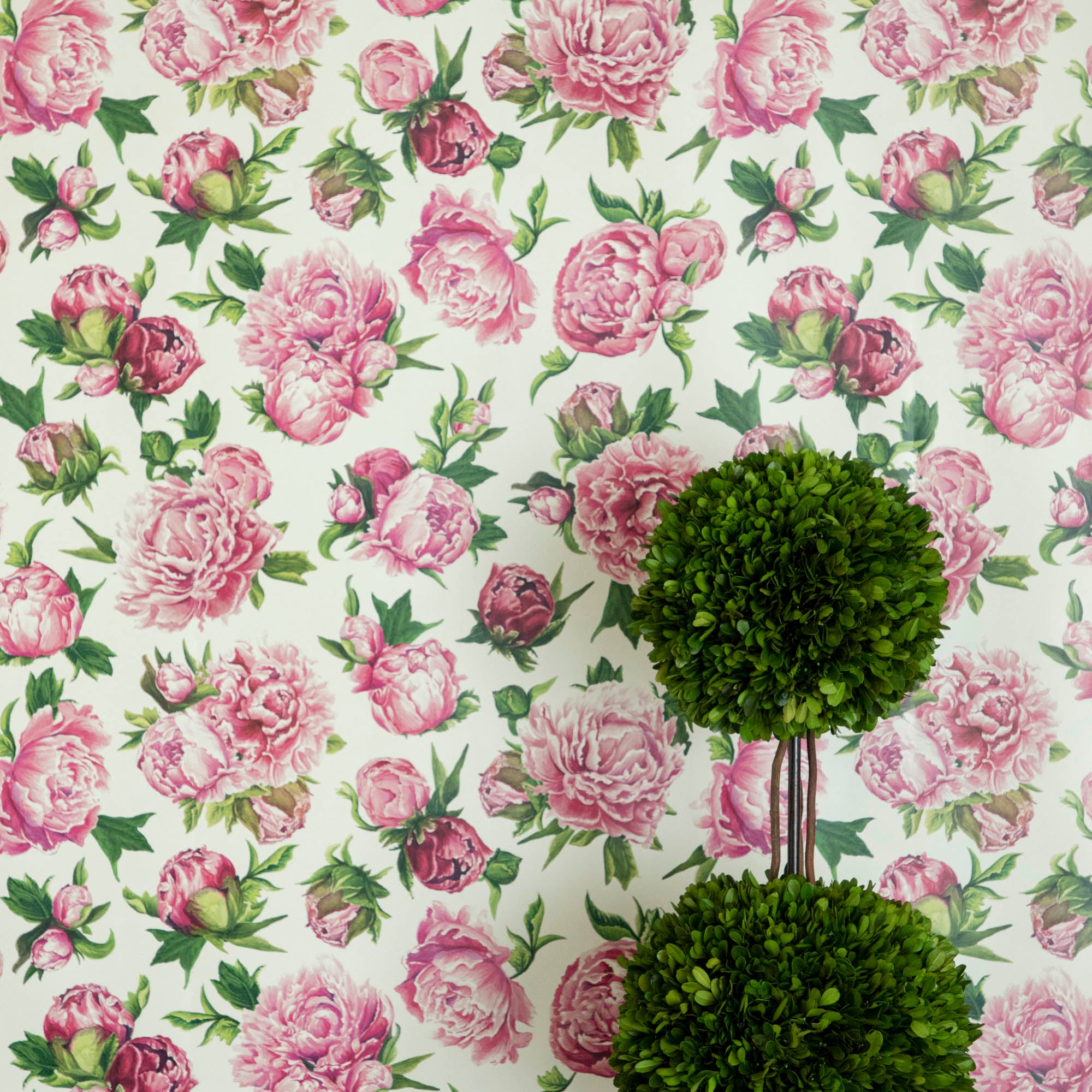 Peony Wallpaper