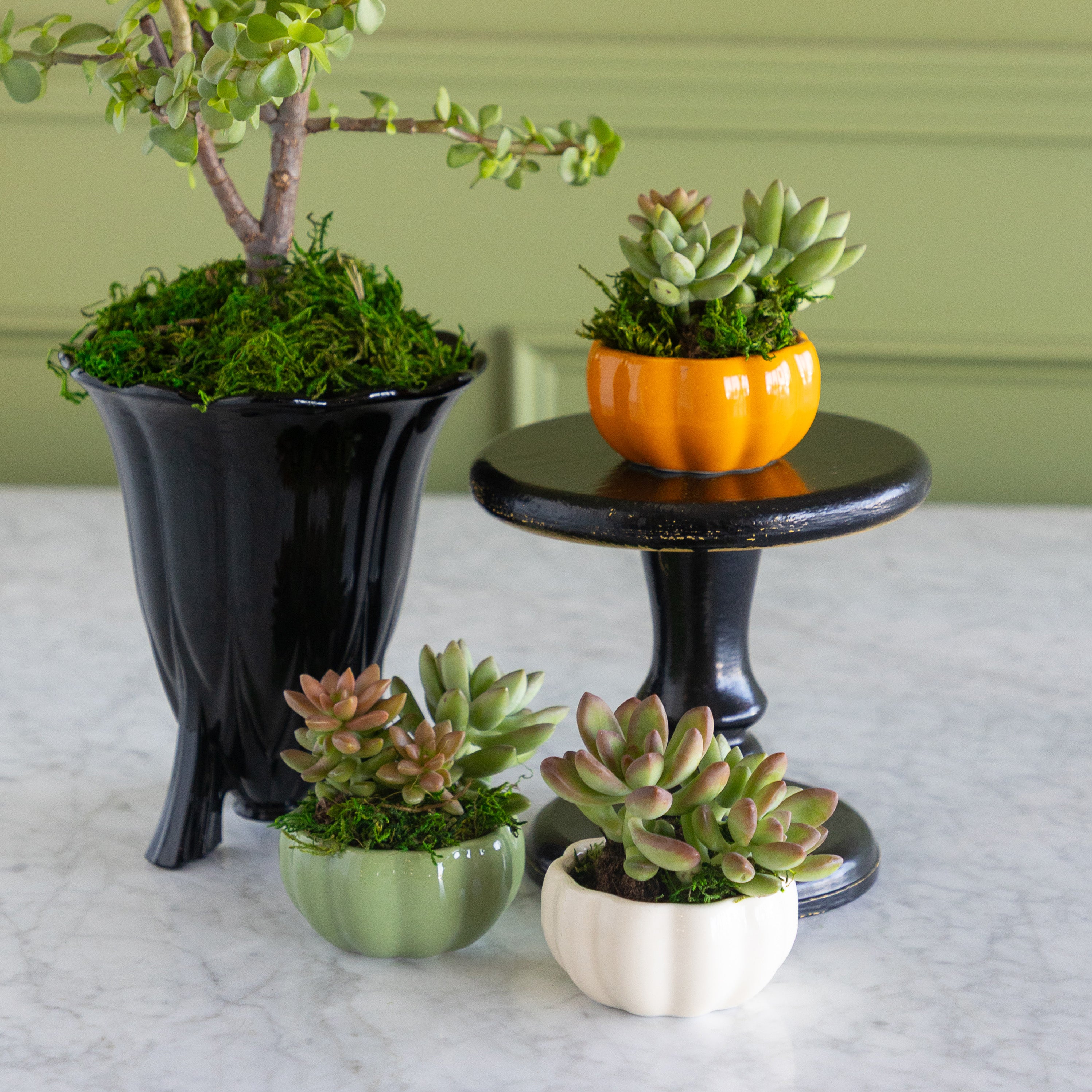 Three small potted succulents in decorative ceramic planters displayed on a marble surface, with one larger black planter holding a tree and two smaller planters on a black pedestal stand.