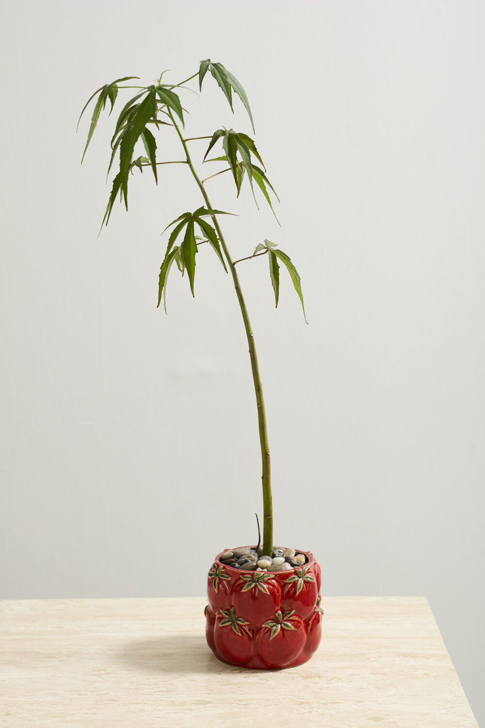 Potted plant in a decorative red pot on a light surface with a neutral background.