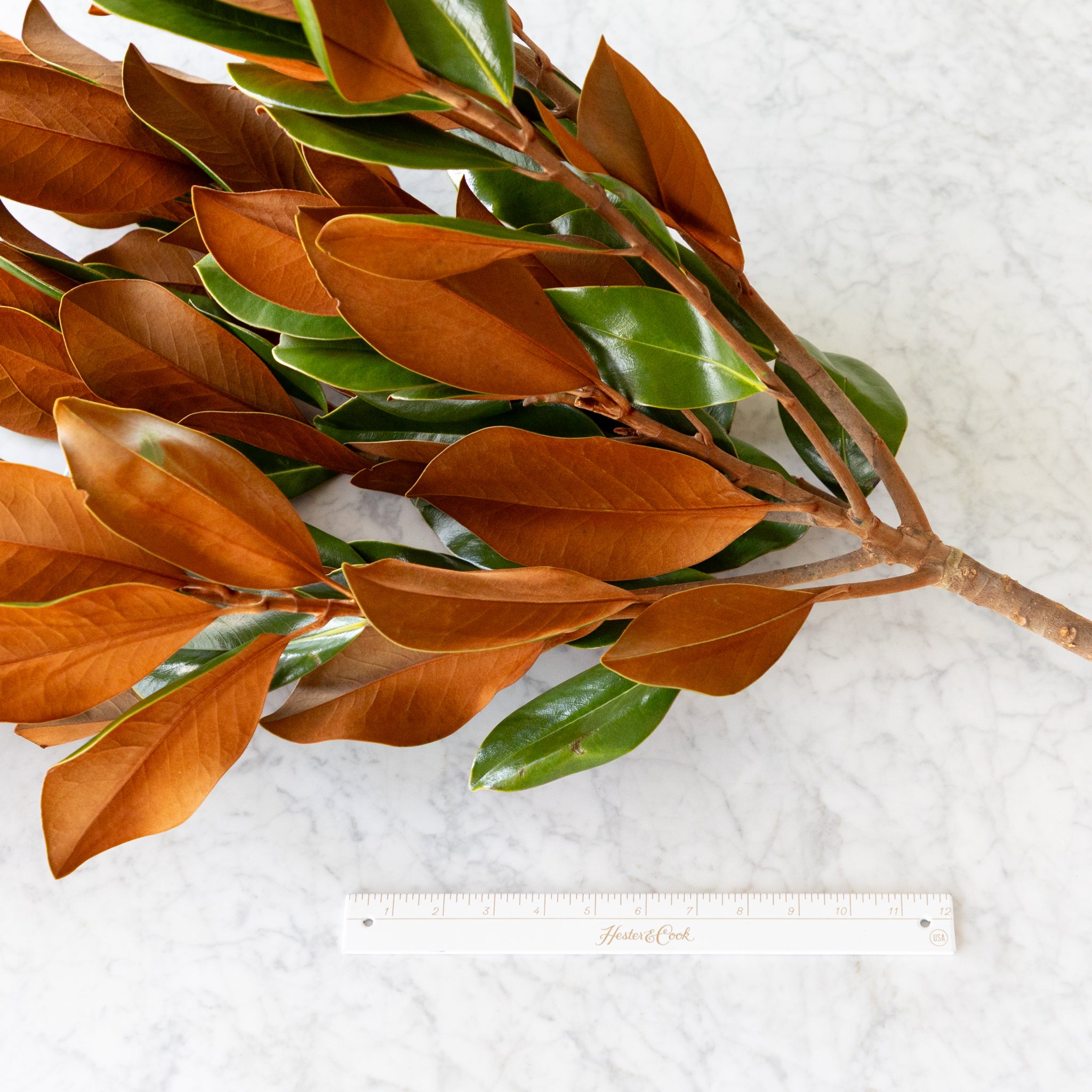 Magnolia Vase Branches