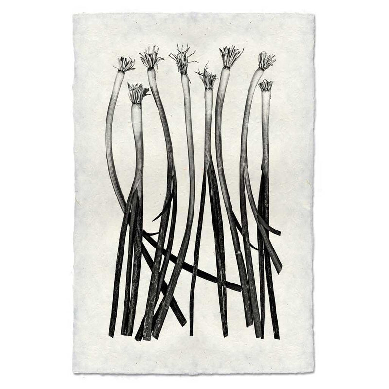 Black & white image of 9 green onions artfully arranged.