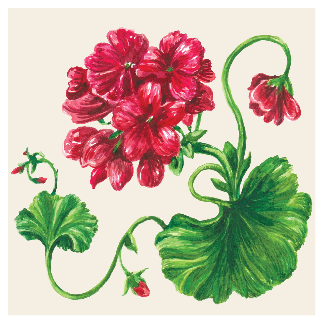 A square, white cocktail napkin featuring illustrated, deep red geranium blooms on vibrant green stems with wide leaves.