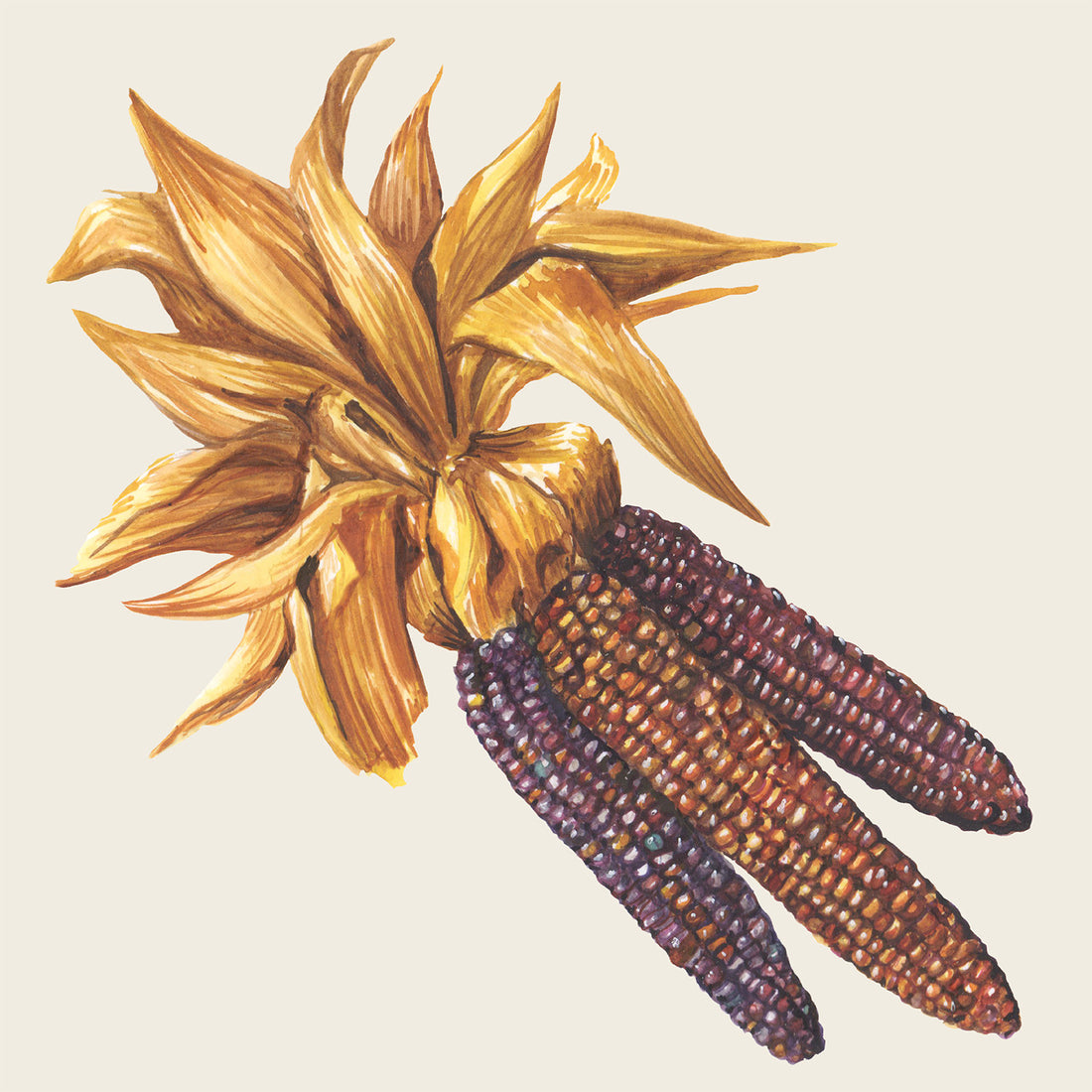 A square cocktail napkin featuring an illustrated bundle of colorful maize cobs, gathered by their yellow husks, on a white background.