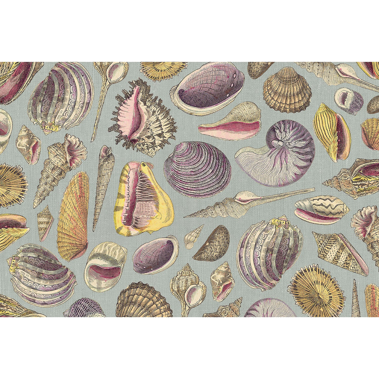 The Shell Study Placemat featuring a variety of shells on a blue background.