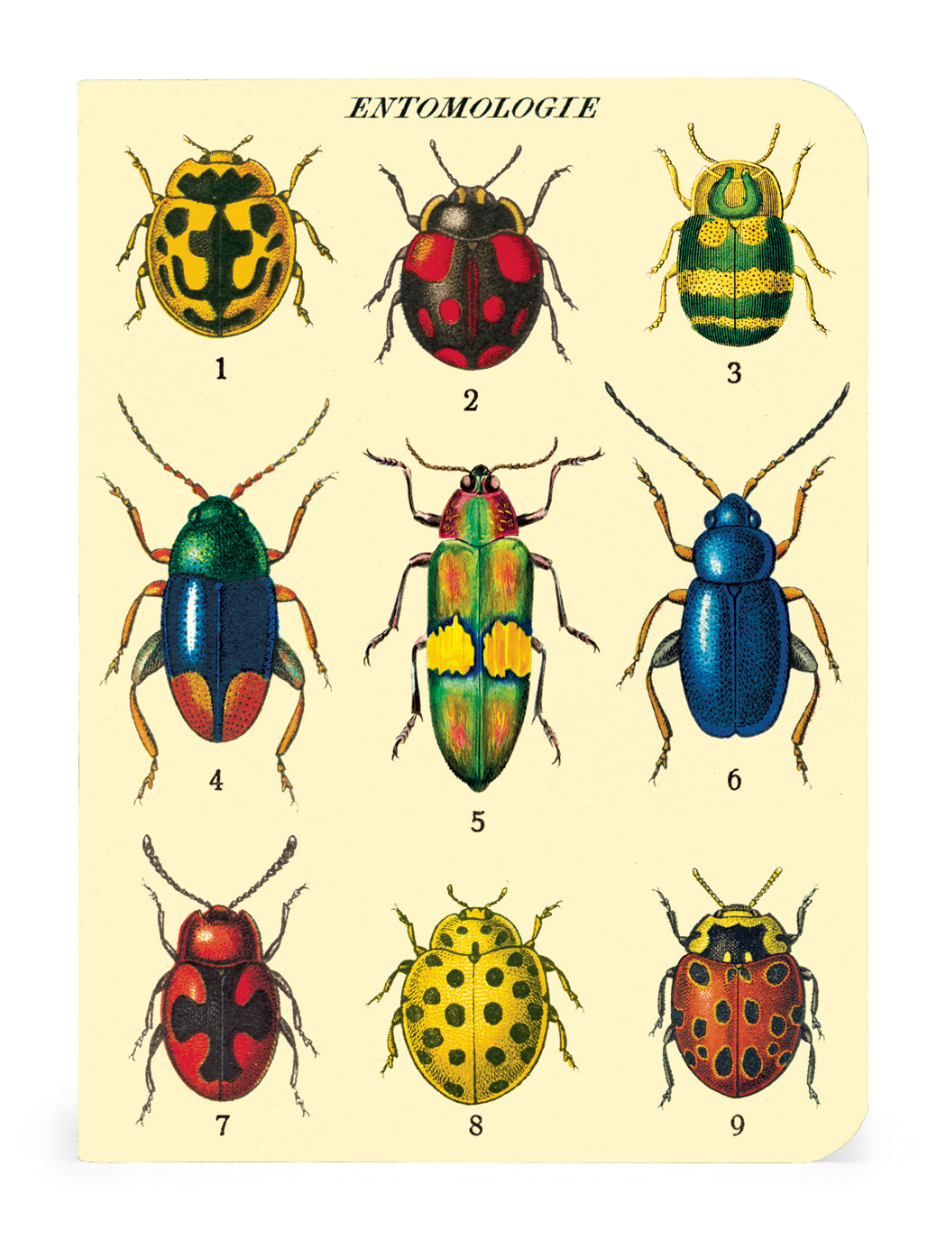 A set of Cavallini Papers & Co Bugs & Insects 3 Mini Notebooks featuring different kinds of ladybugs.