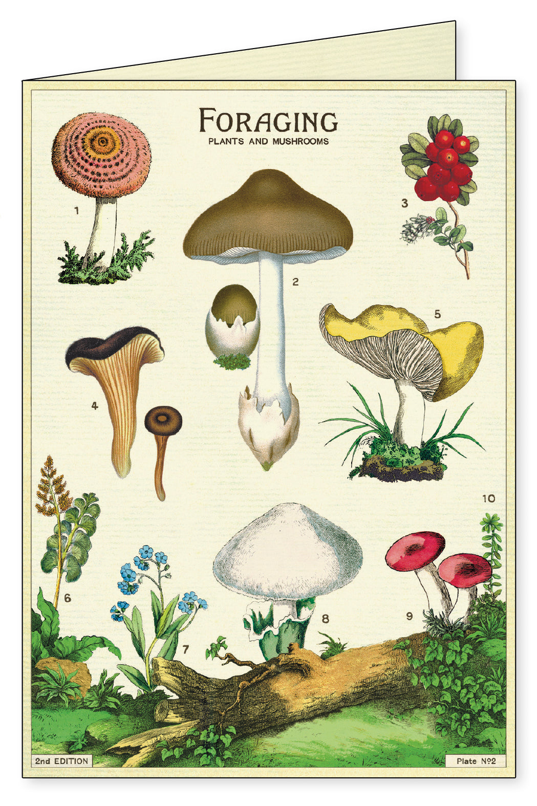A Foraging Notecards Set of 8 showcasing various illustrated species on the Cavallini Papers &amp; Co cover.