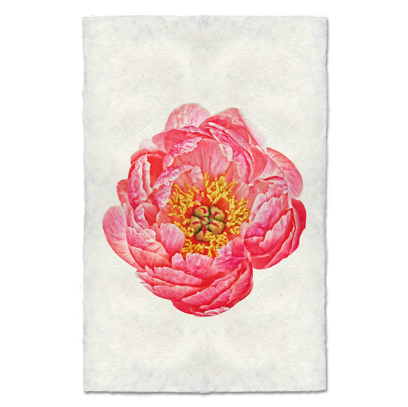 Barloga Coral Peony art print.