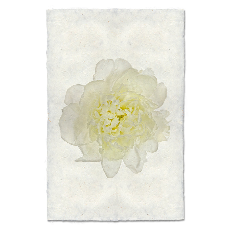 Barloga Yellow Peony art print.