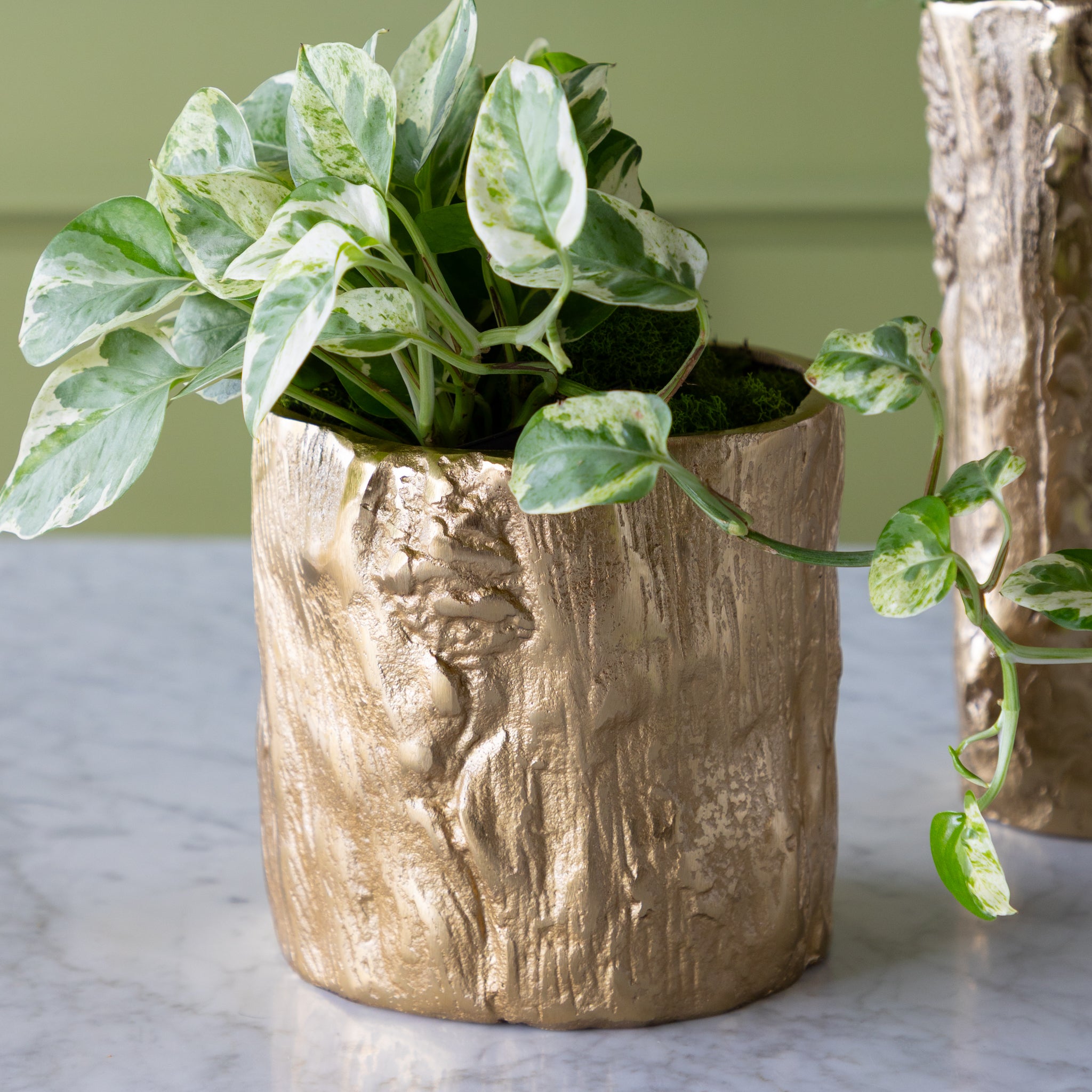 A short Gold Birch Metal Vases with flowers on a marble surface with a green wall background.