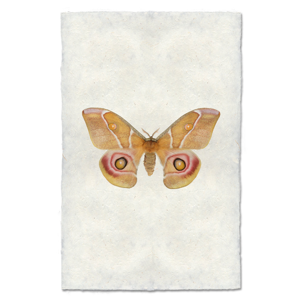 A fine art photography print of a Papilionoidea by Barloga Studios.