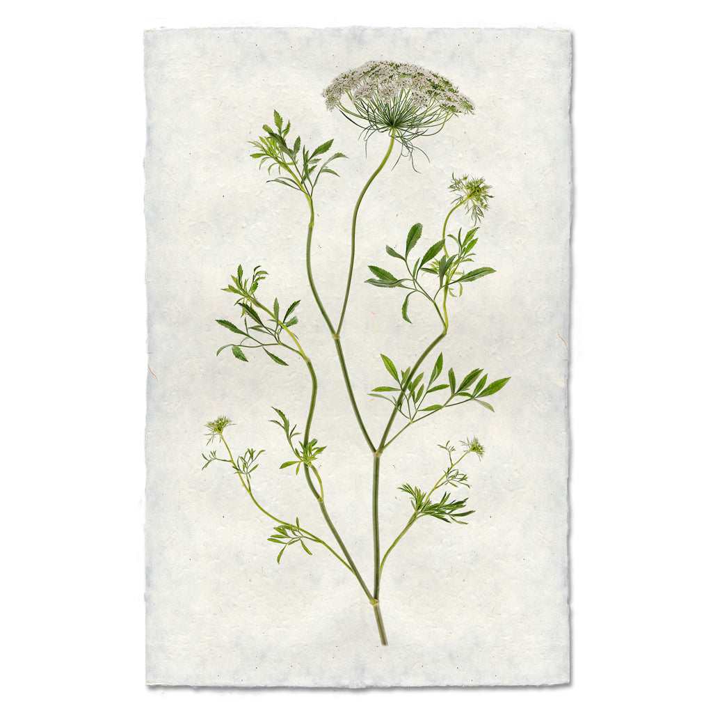 Queen Anne&
