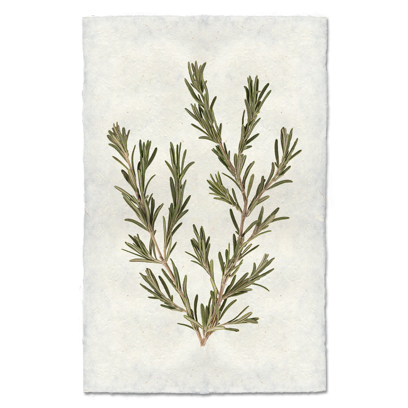 Artwork of a sprig of rosemary.