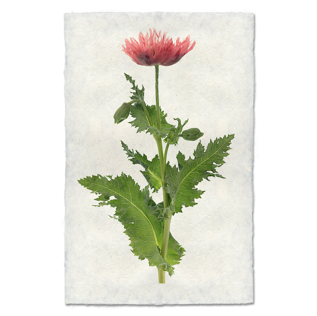 Single Poppy