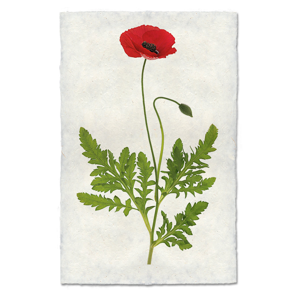 Single Poppy
