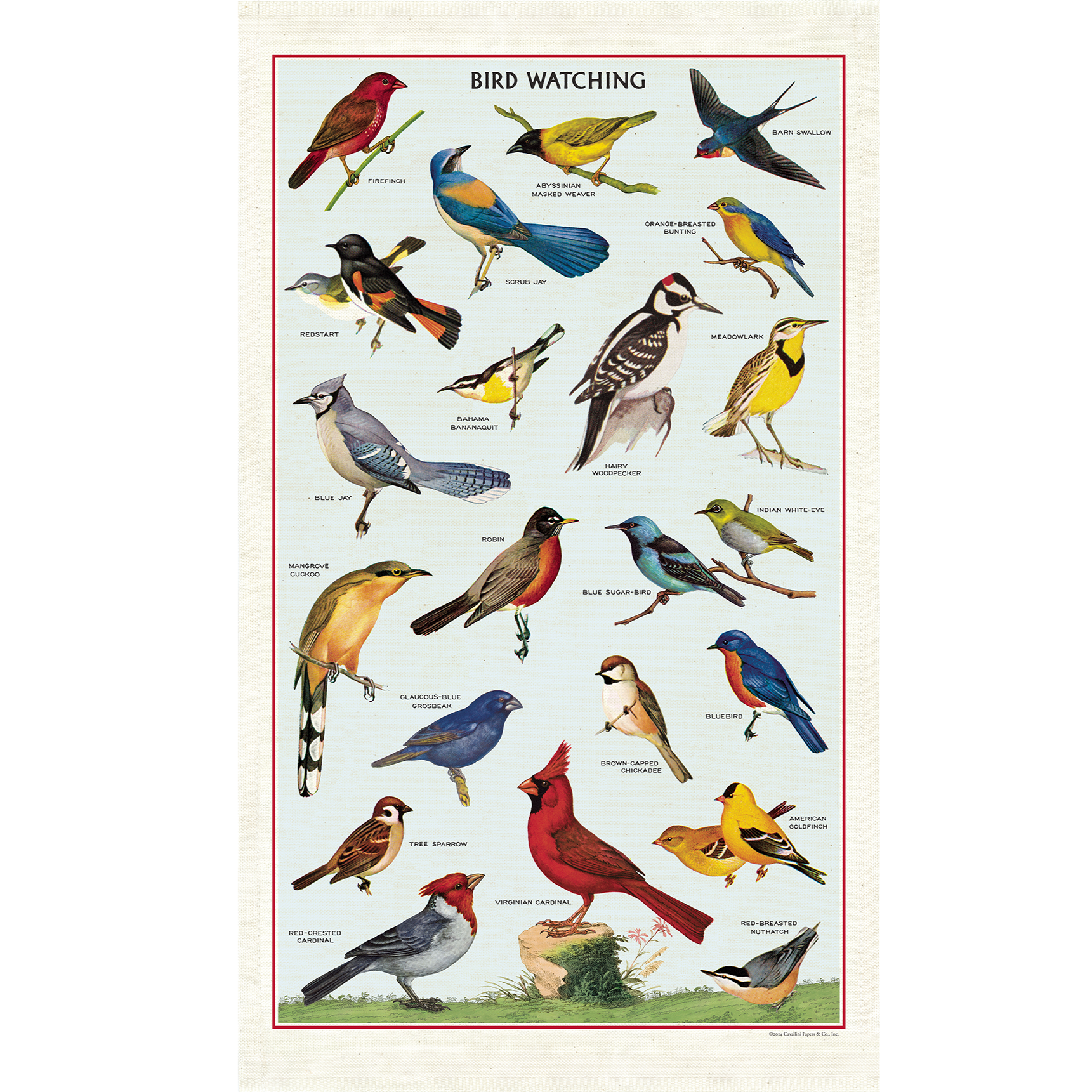 Bird Watching Tea Towel featuring images from the Cavallini archives of assorted birds and their names.