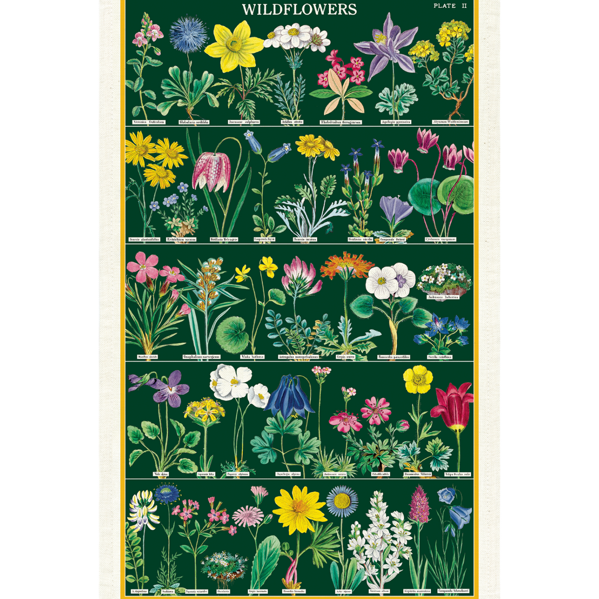 Wildflowers 2 Tea Towel featuring rows of vintage wildflower illustrations from the Cavallini archives on a green ground.