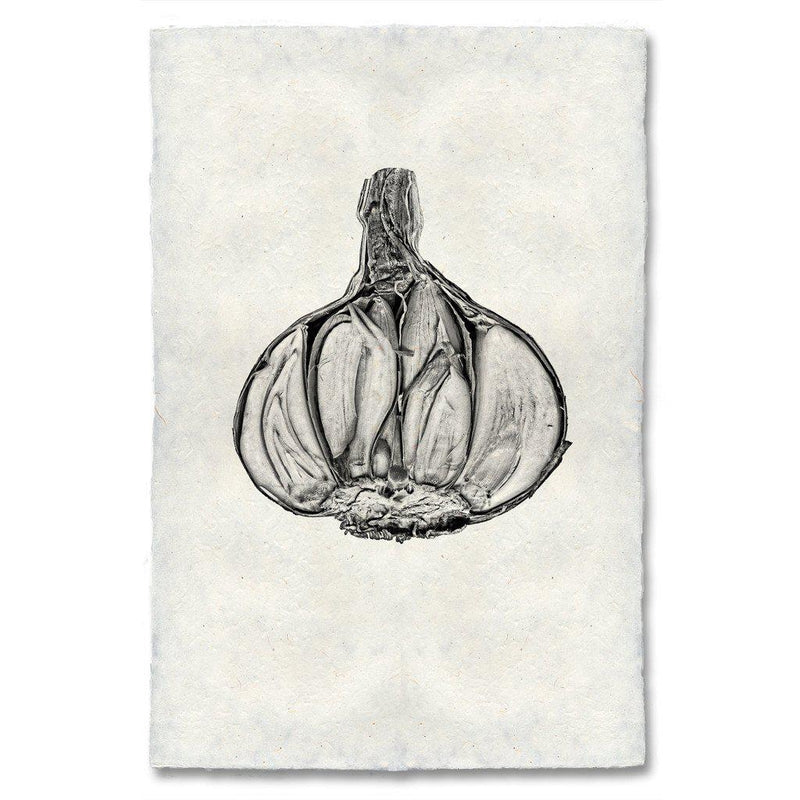 Black & white image of the cross section of a clove of garlic.