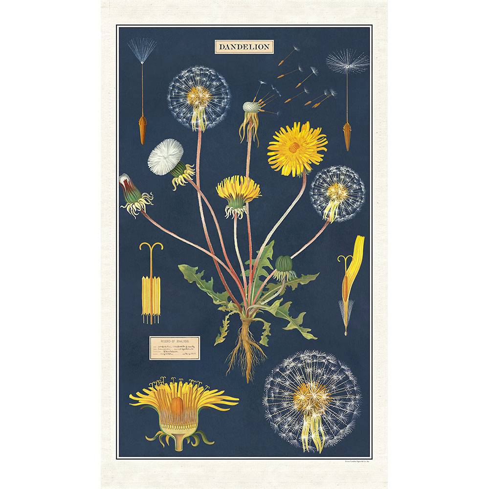 Botanical illustration on a natural cotton Cavallini Papers & Co Dandelion Tea Towel, depicting the life cycle and anatomy of a dandelion.
