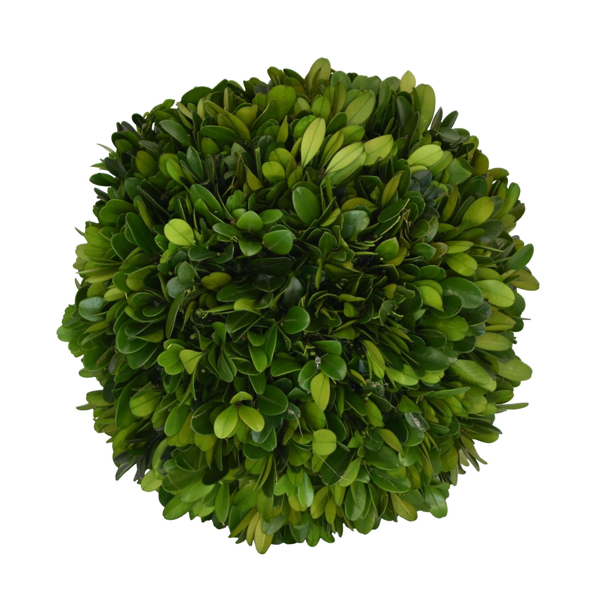 Preserved Boxwood Balls