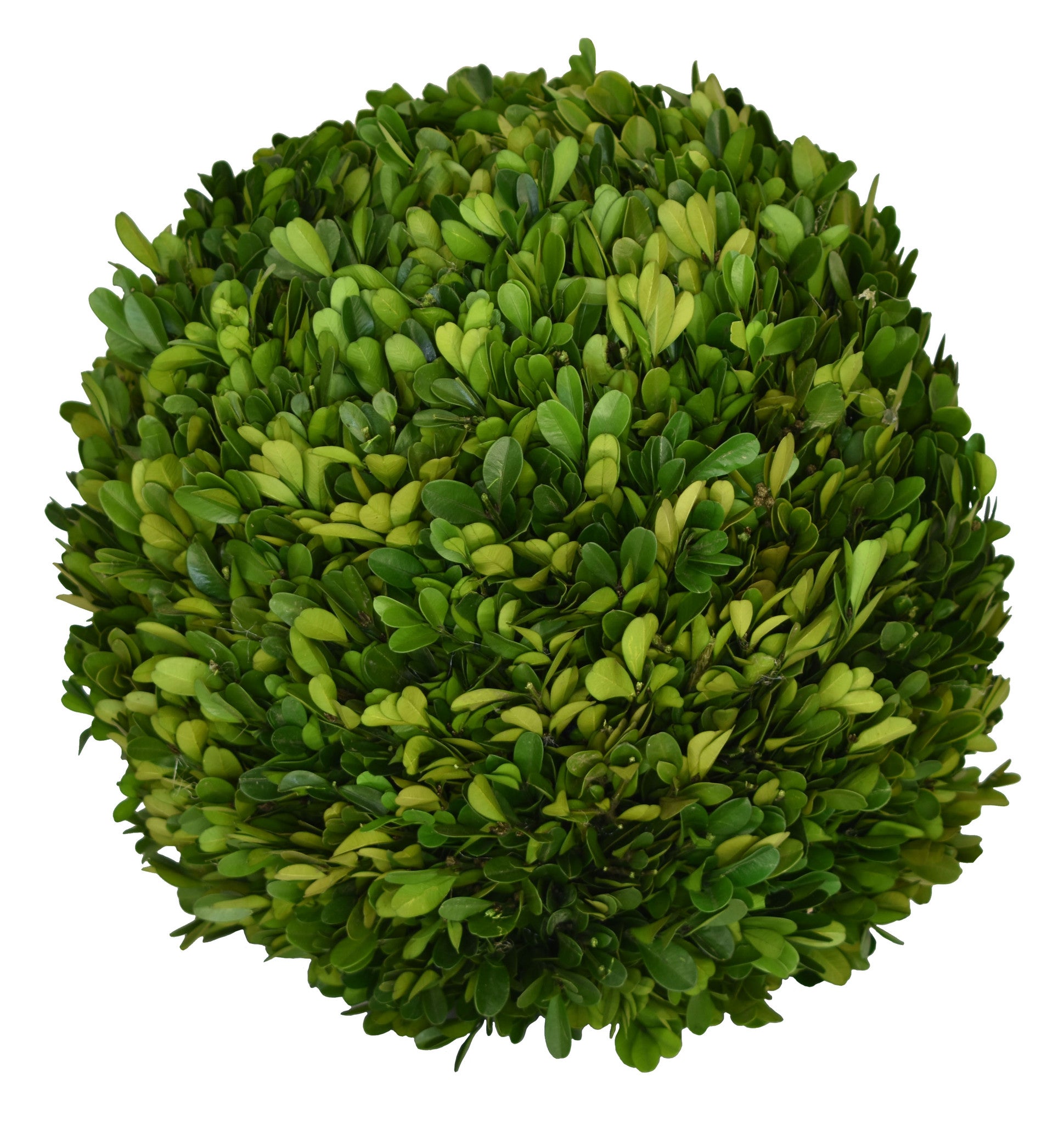 Preserved Boxwood Balls