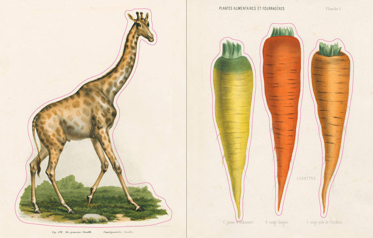 Open pages of the John Derian sticker book, one side with a large giraffe sticker and the other with three carrot stickers that are yellow, bright orange, and yellow-orange.