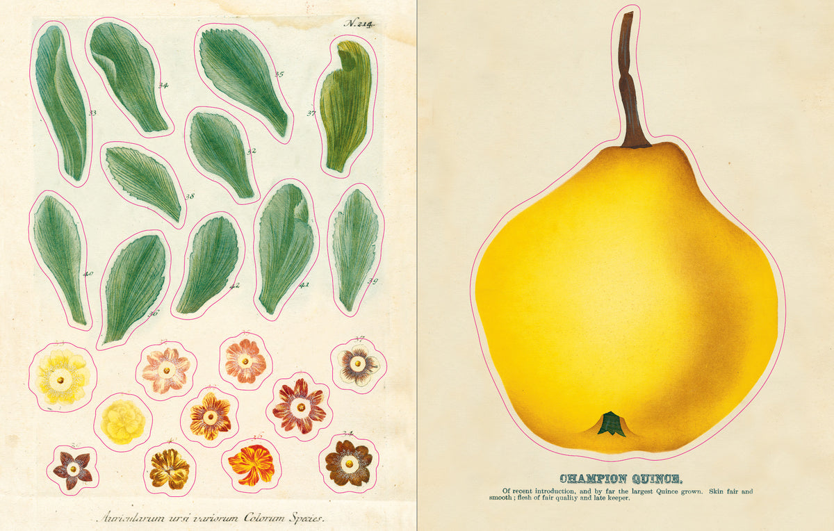 Open pages of the John Derian sticker book, one with smaller stickers of leaves and flowers of different sizes and colors and the other with a large sticker of a quince.
