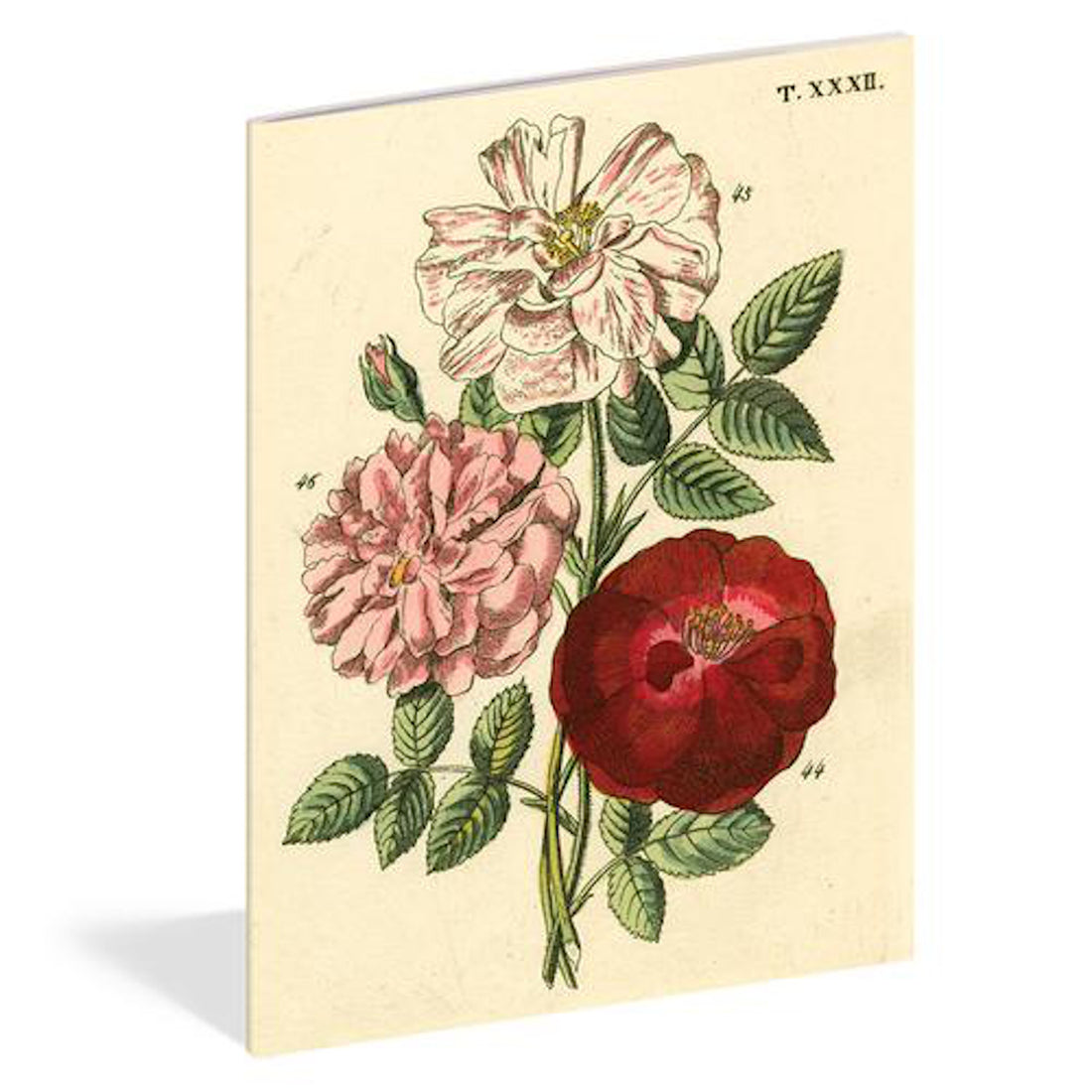 A John Derian: Everything Roses Notebooks, Set of 3 cover adorned with a unique flower drawing.