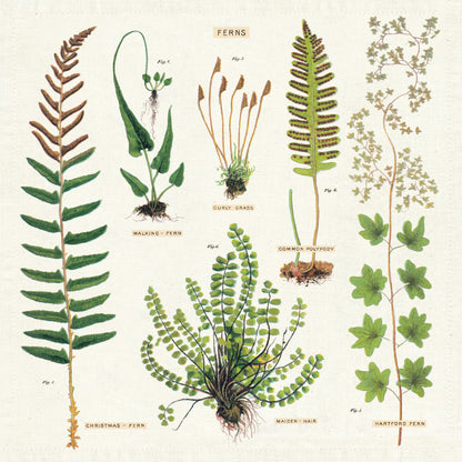 Illustration of various fern species with parts labeled, presented on Fern Napkins, Set of Four from Cavallini Papers &amp; Co archives.