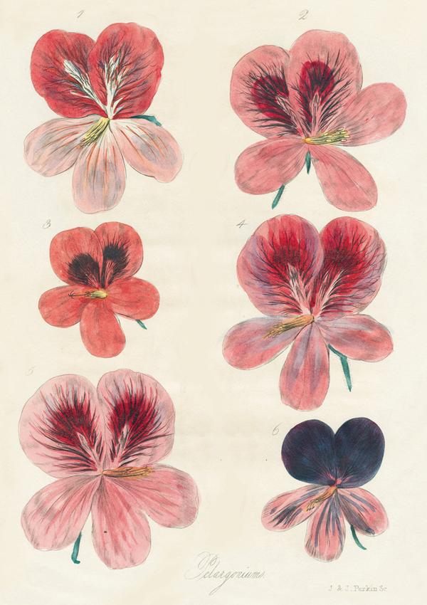 John Derian: In the Garden Notebooks, Set of 3