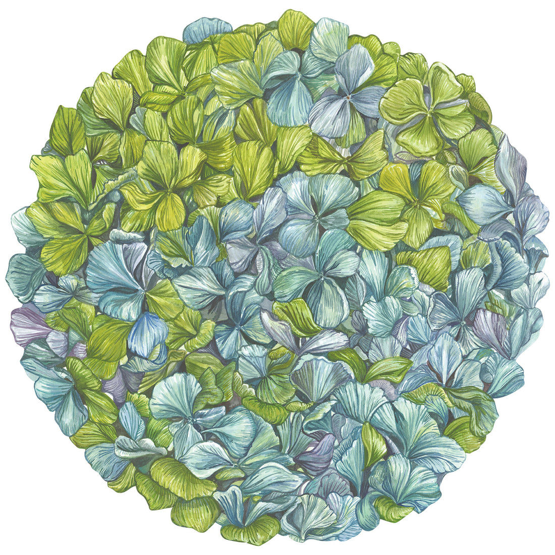A round, die-cut illustration of densely-packed vibrant green and blue hydrangea blossoms.