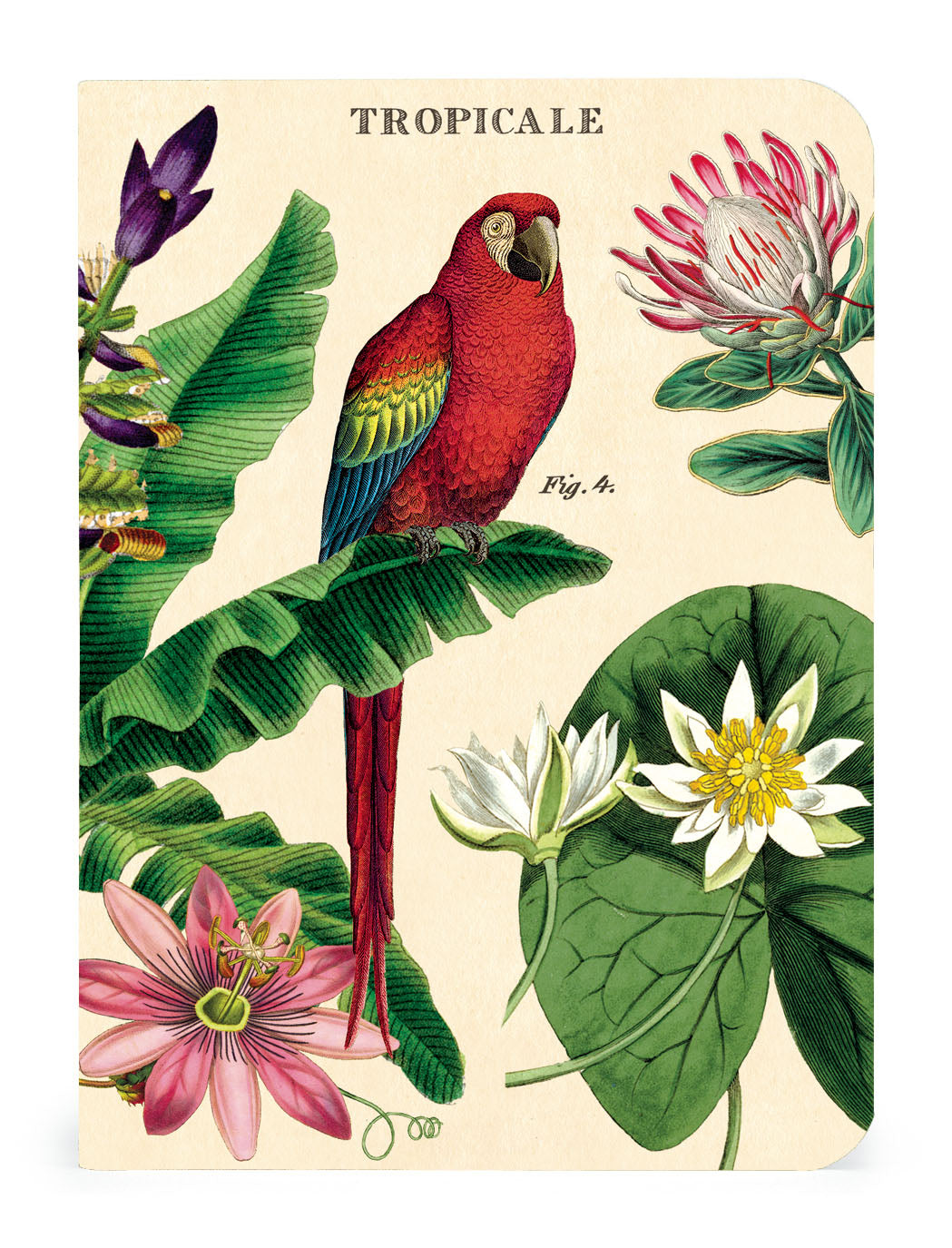 A Tropicale 3 Mini Notebooks set featuring tropical plants and a red parrot by Cavallini Papers &amp; Co.