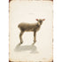 An illustration of a realistic lamb on a tan background with "FEAR NOT" printed in small text above the lamb.