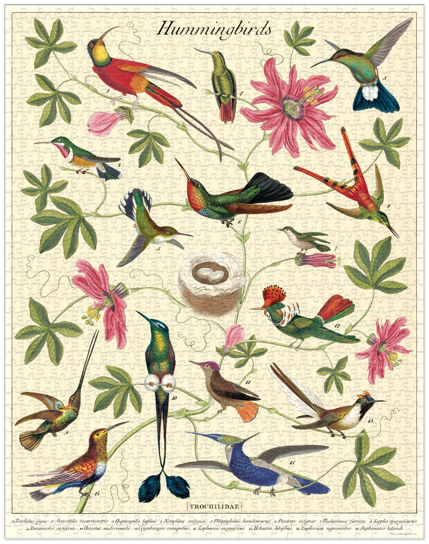 Cavallini Papers & Co Hummingbirds Puzzle with vintage illustrations.
