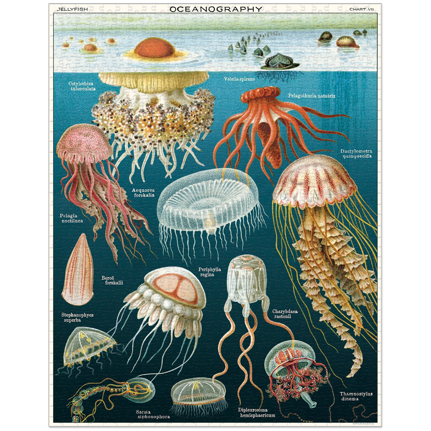 A 1000-piece Cavallini Papers & Co Jellyfish Puzzle featuring vintage illustrations of various jellyfish species from the Cavallini archives, packaged in a cylindrical box.