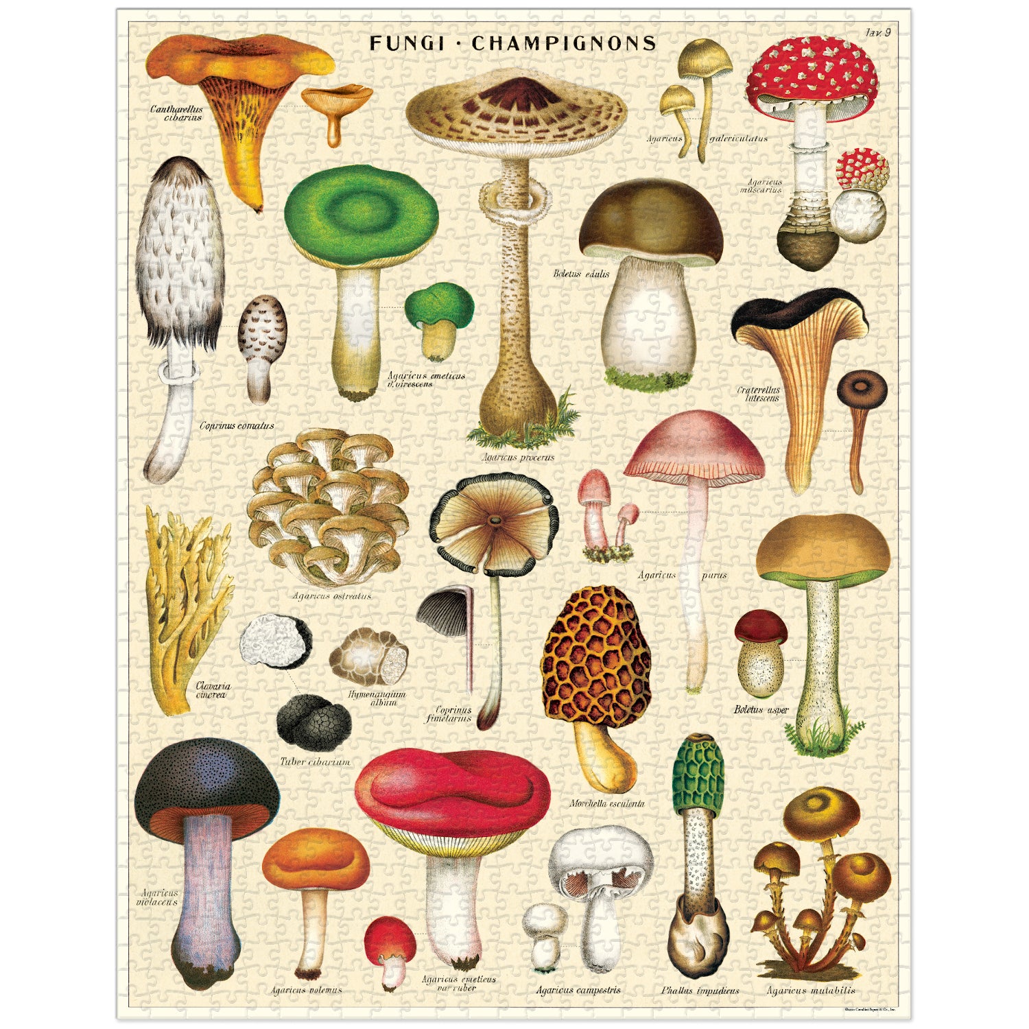 A cylindrical container of a 1000-piece Mushrooms Puzzle featuring various types of mushrooms by Cavallini Papers & Co.
