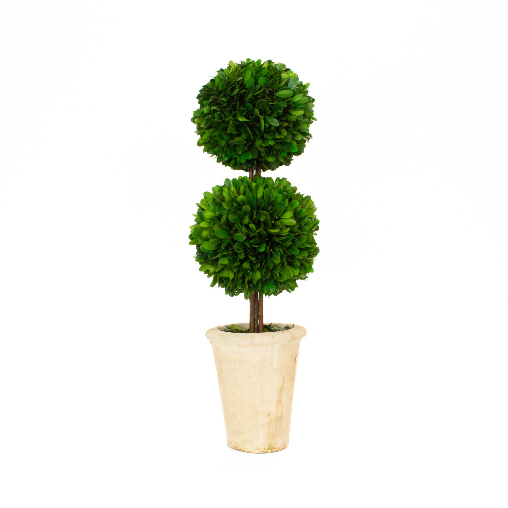 A Mills Floral Company Preserved Boxwood Double Ball Topiary in a pot on a white background.
