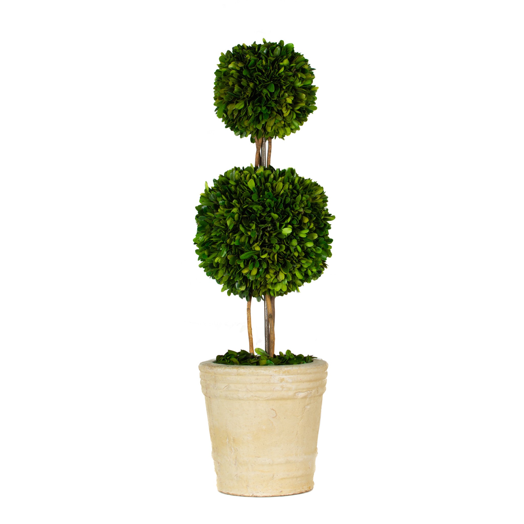 Preserved Boxwood Double Ball Topiary