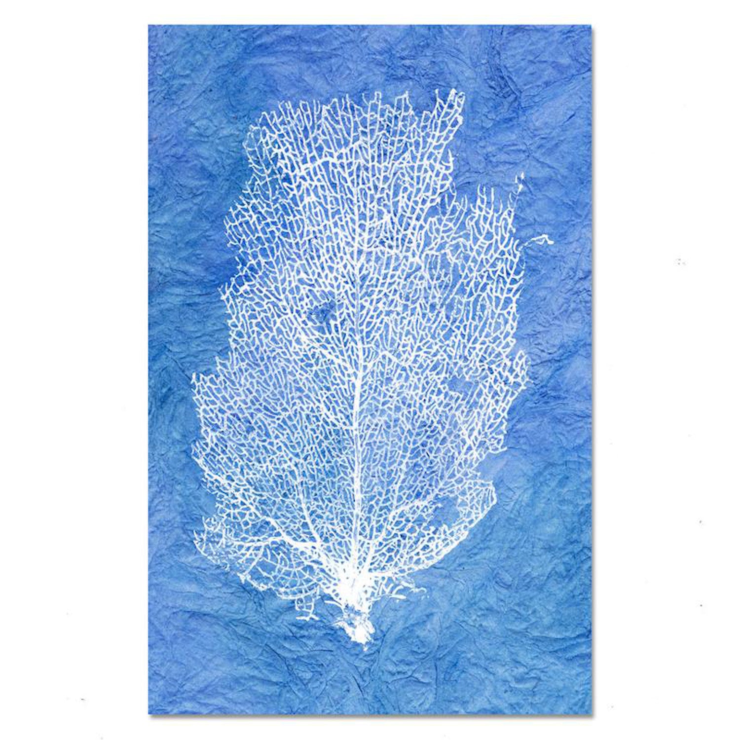 Kozo-Maldives Sea Fan