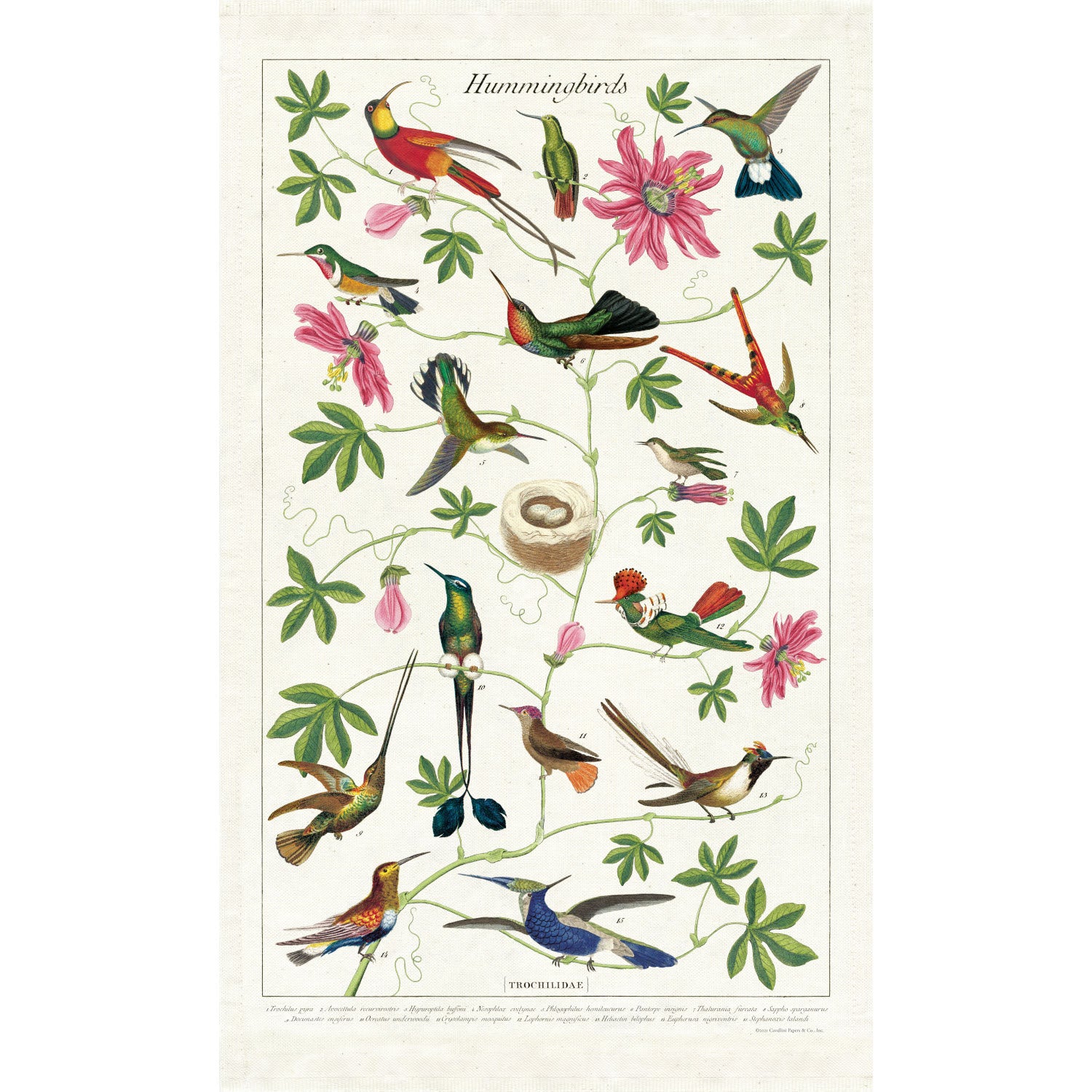 A colorful Hummingbirds Tea Towel drawing on a natural cotton English tea towel by Cavallini Papers & Co.