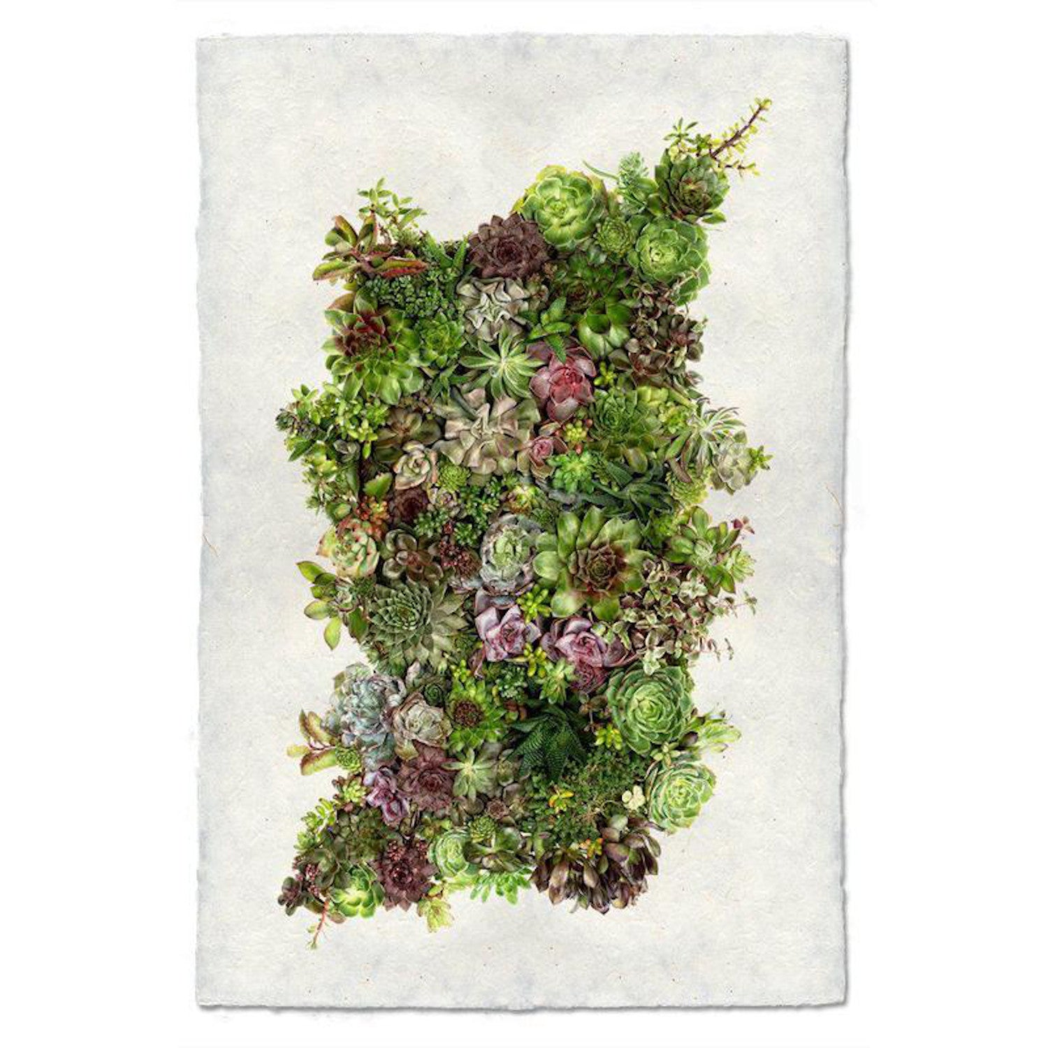succulent art print Collective Succulent Art Print – Hester & Cook