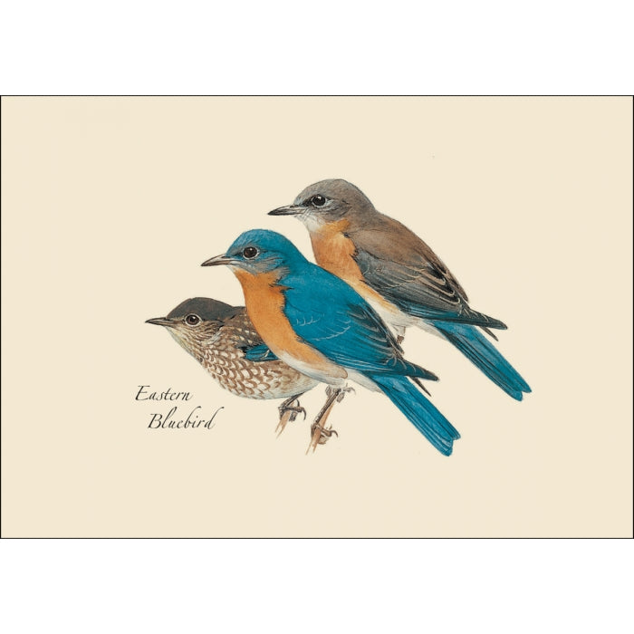 Greeting card with an illustration of three Eastern Bluebirds on it. 