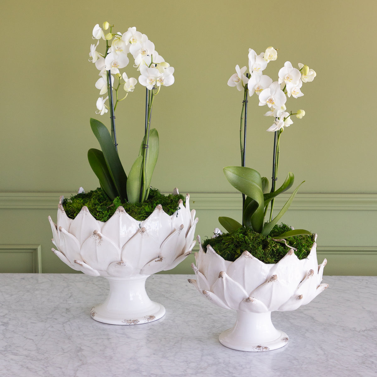 Two white ceramic artichoke-shaped pedestal planters filled with green moss and white orchids, displayed on a light marble surface against a sage green paneled wall.