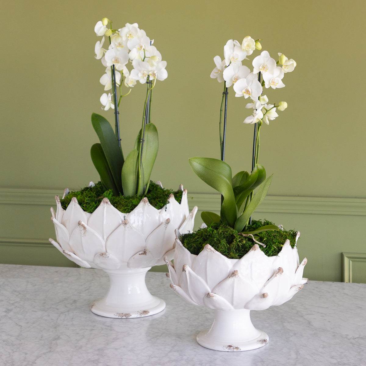 Two white artichoke-shaped pedestal planters filled with green moss and white orchids, displayed on a light marble surface against a sage green wall.