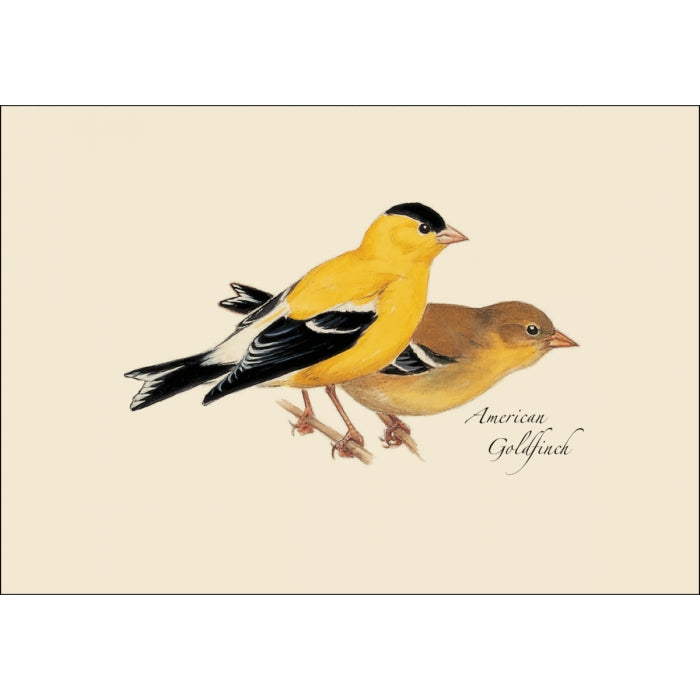 Greeting card with an illustration of two American Goldfinch on it. 