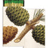 Two boxes of matches next to each other with an illustration of pinecones on them. 
