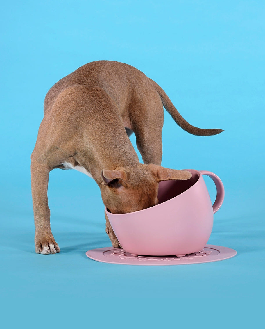 A brown dog drinking from a large pink teacup-shaped bowl placed on a matching pink saucer, set against a solid bright blue background.