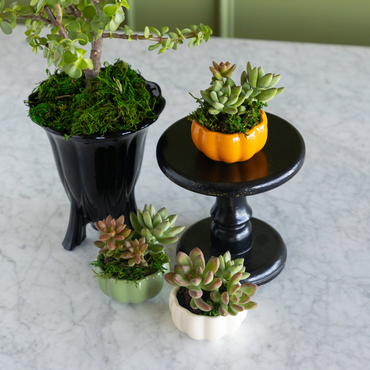 A collection of small potted succulents and a large potted tree with green moss, styled on a white marble countertop with a black pedestal stand.