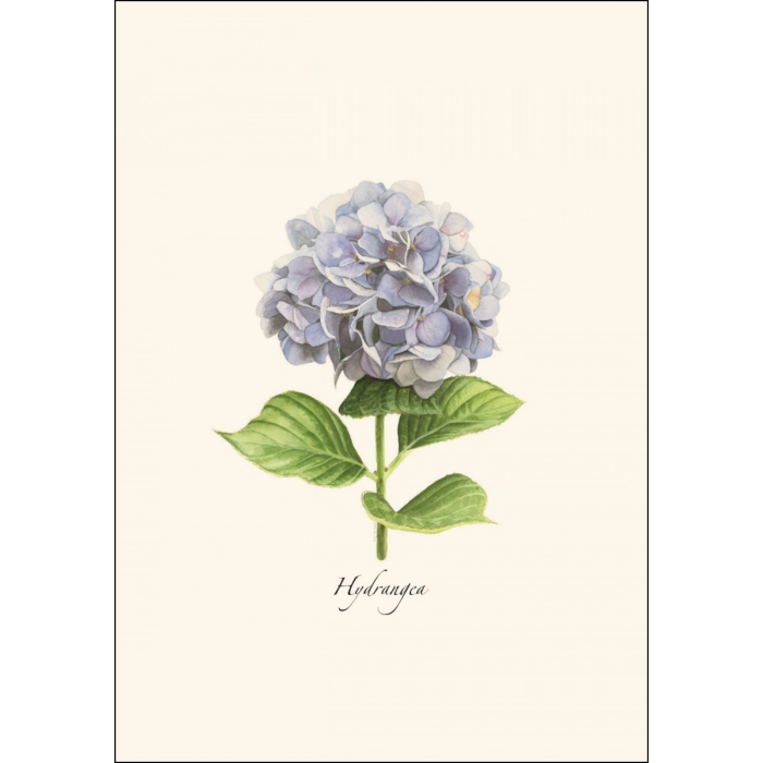 A cream note greeting card featuring an illustration of a pale blue hydrangea. 