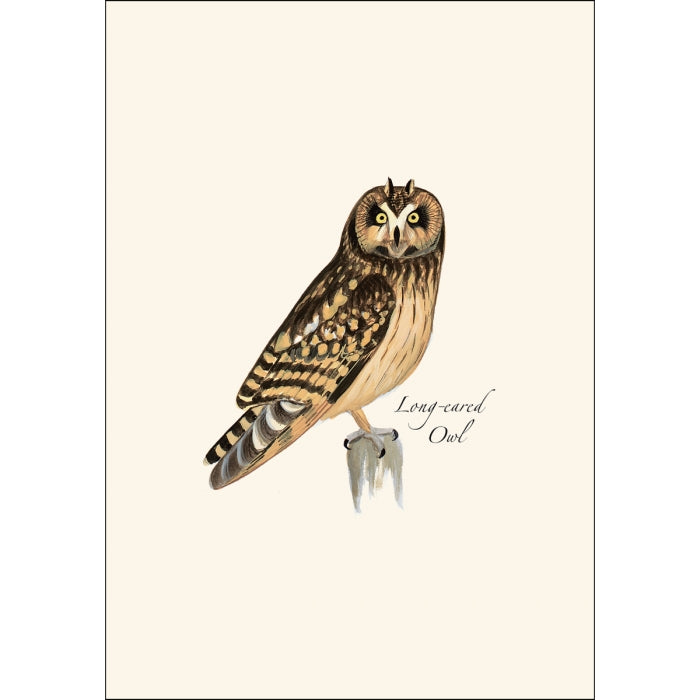 Sibley Owl Assortment Boxed Set of Cards
